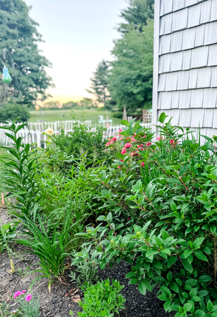 butterfly garden in spring before flowers