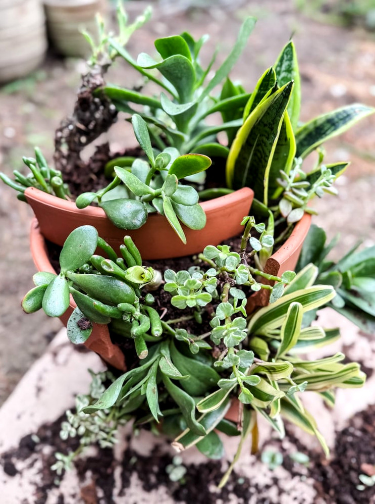 a terracotta planter overflowing with succulents