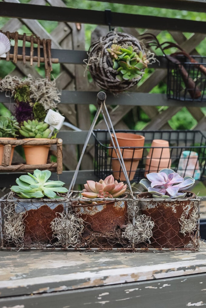 succulents in a chicken wire caddy