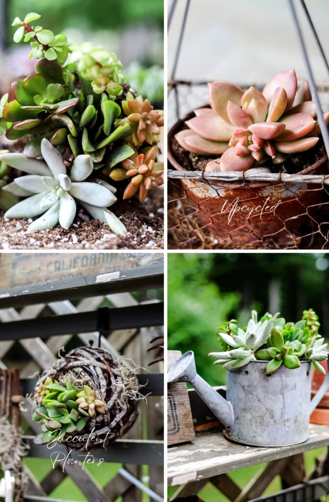 From Junk to Gems: Upcycled Succulent Planters for the Garden