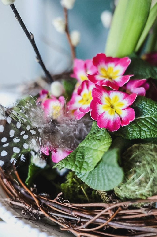 pink primrose flowers