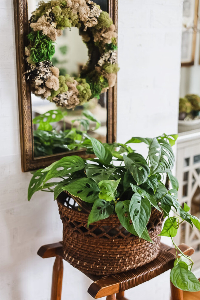 green plant and vintage mirror
