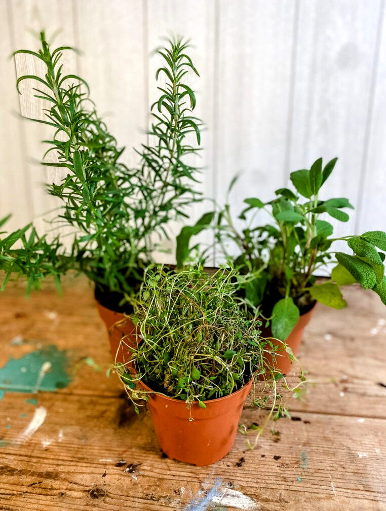 herbs