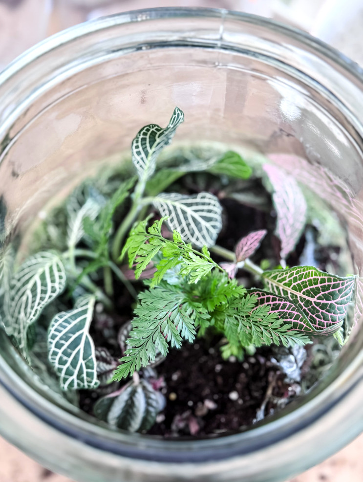 planting a terrarium