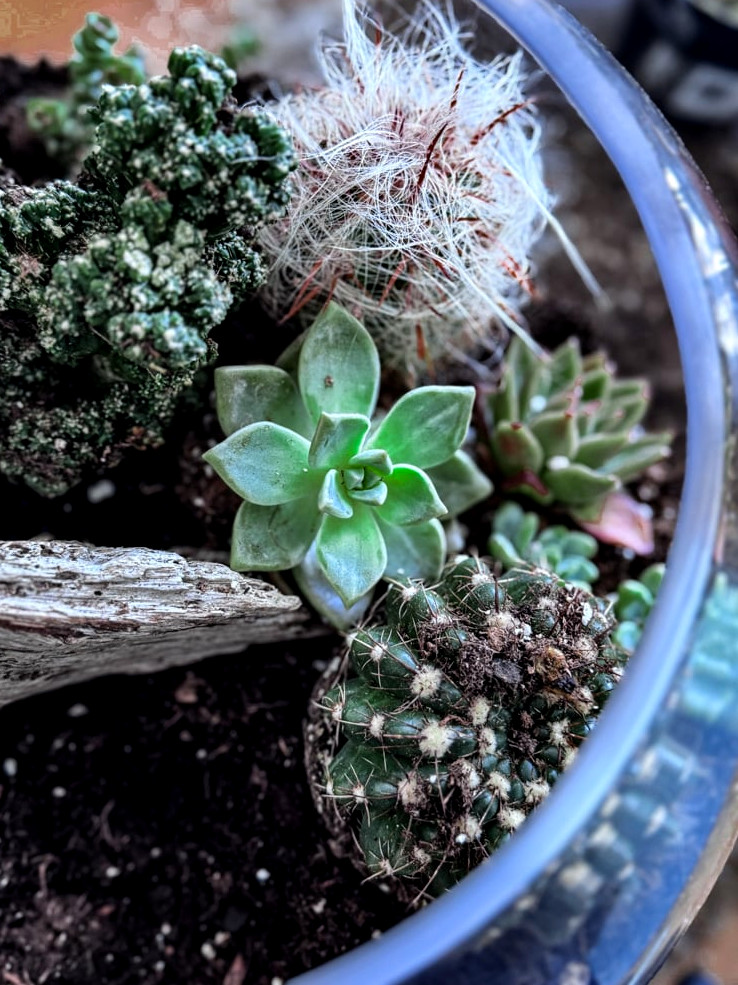 Creating a Sunny Desertscape: A Succulent & Cactus Terrarium Bowl