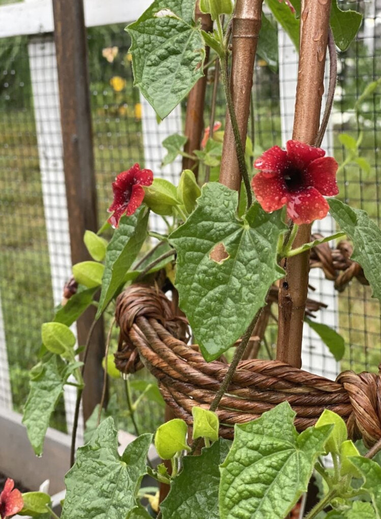 black-eyed Susan vine on garden tower