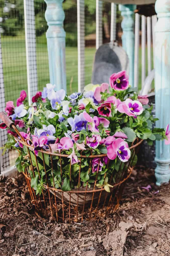 pansies in a vintage basket