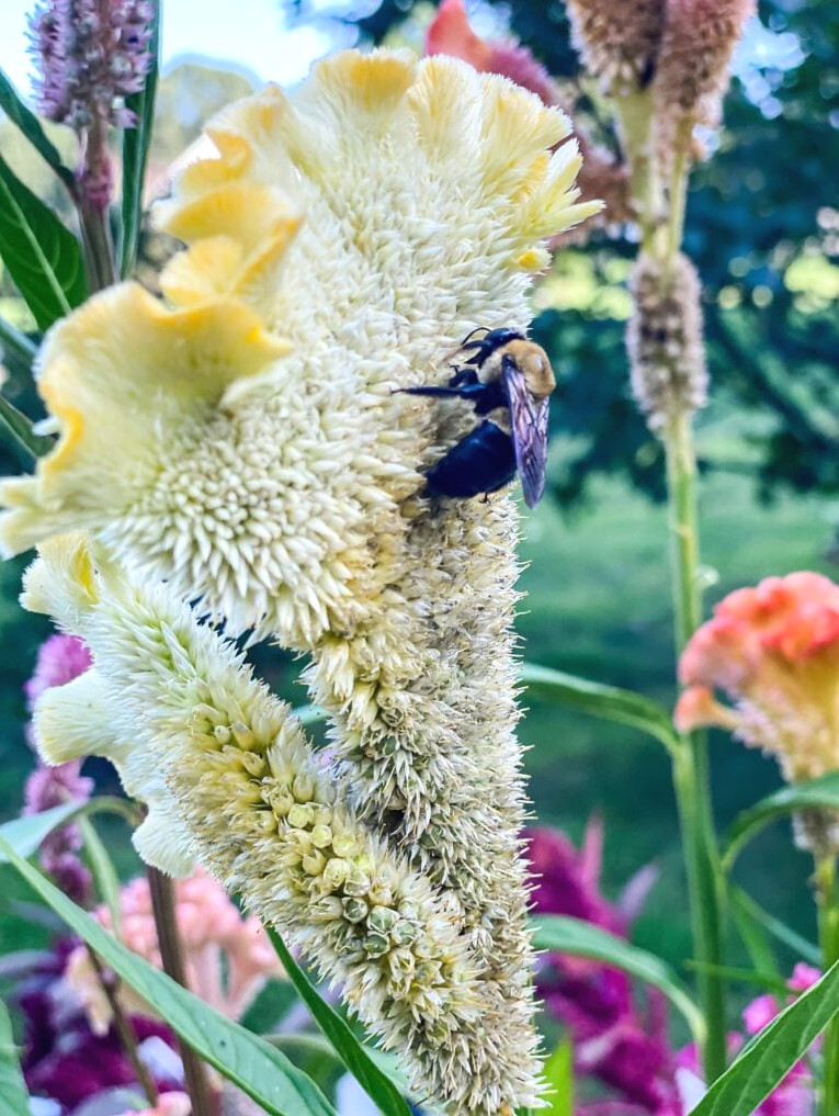 yellow celosia