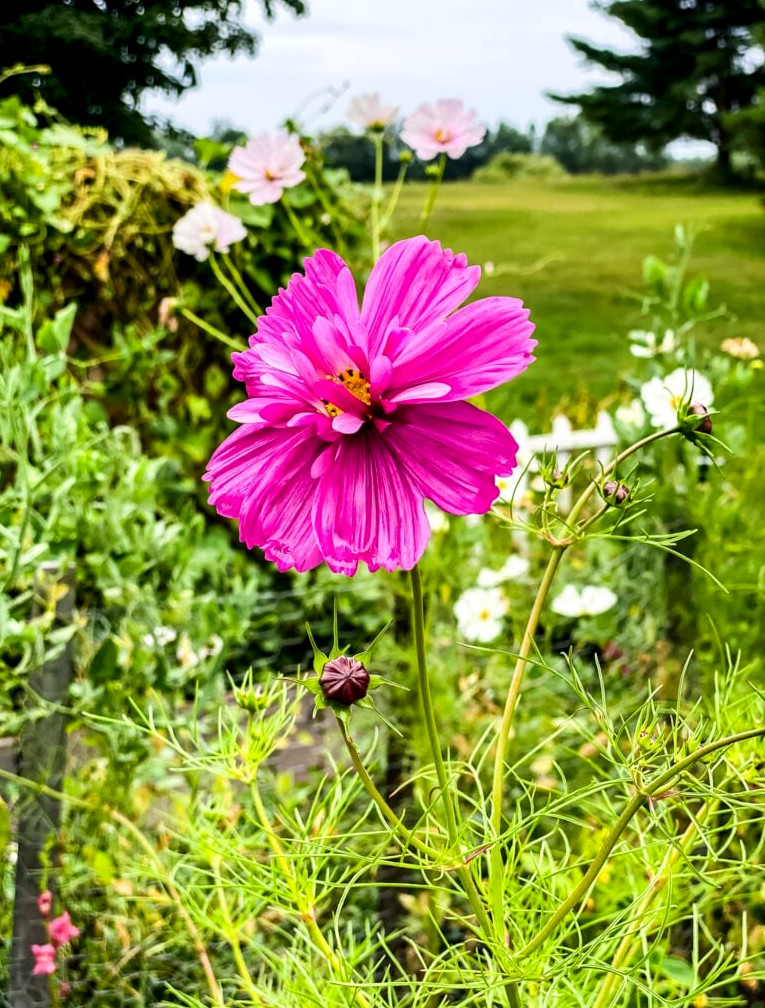 bright pink cosmos flower