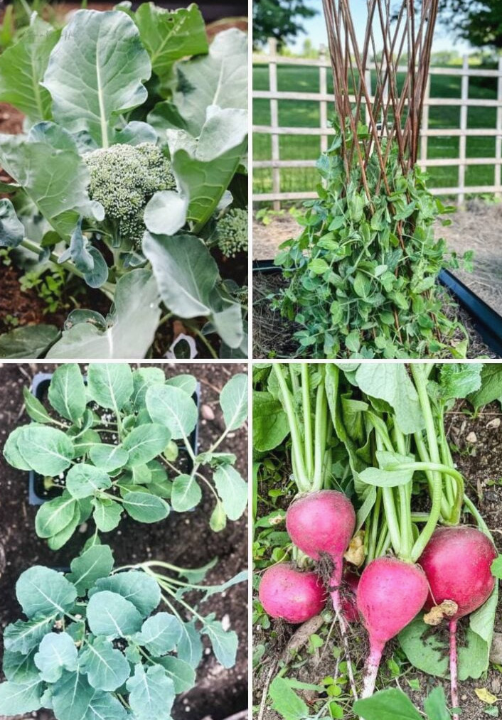 Early Spring Vegetables: What to Grow and How to Prepare Your Garden
