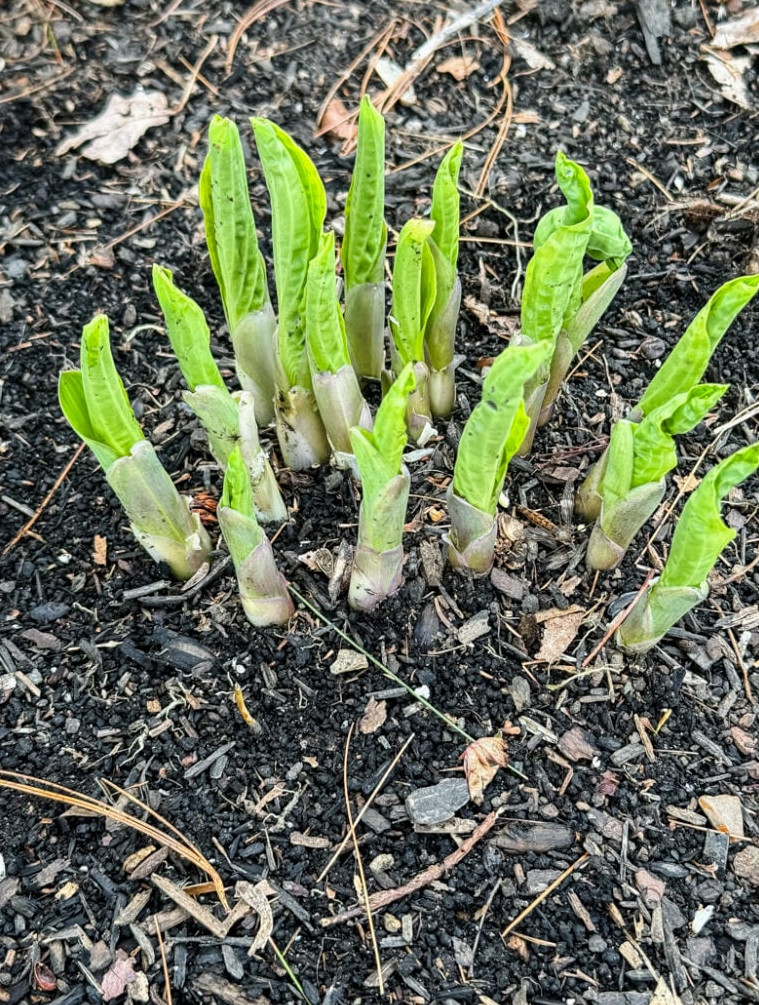 hosta breaking ground in the spring