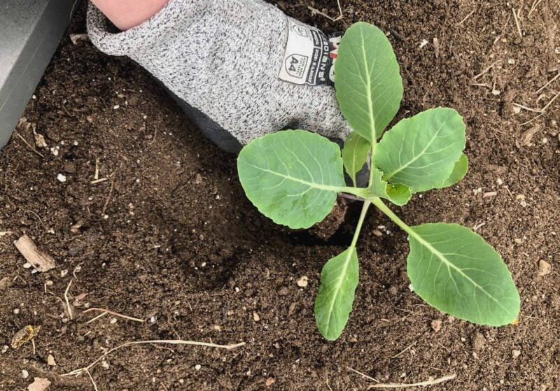 planting broccoli