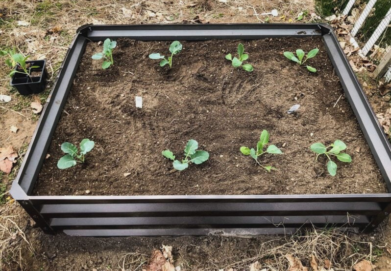 raised garden bed