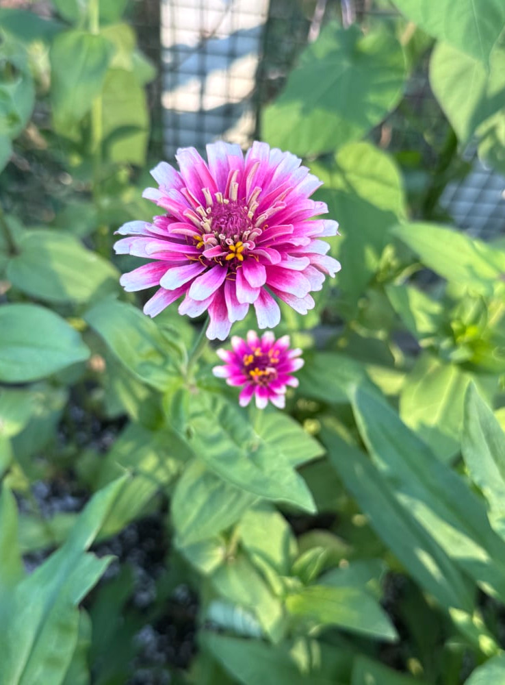 mazurkia zinnia