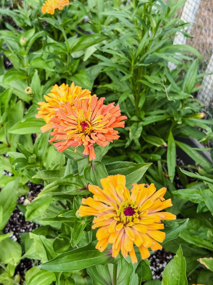 agave variety of zinnia