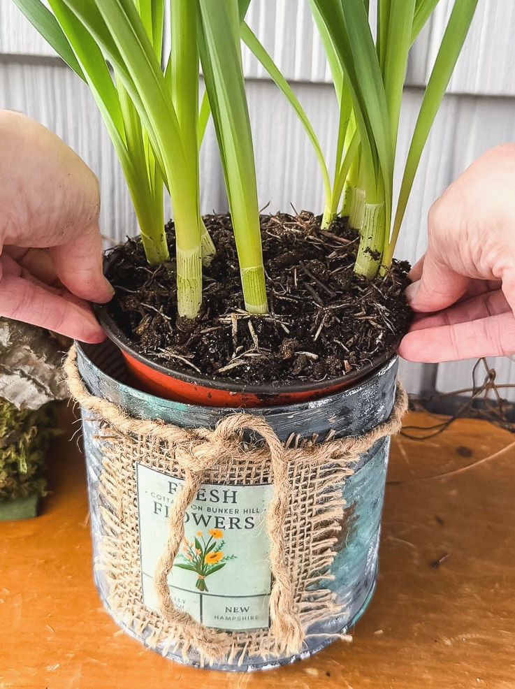 placing a pot of bulbs into a large metal container serving as a planter