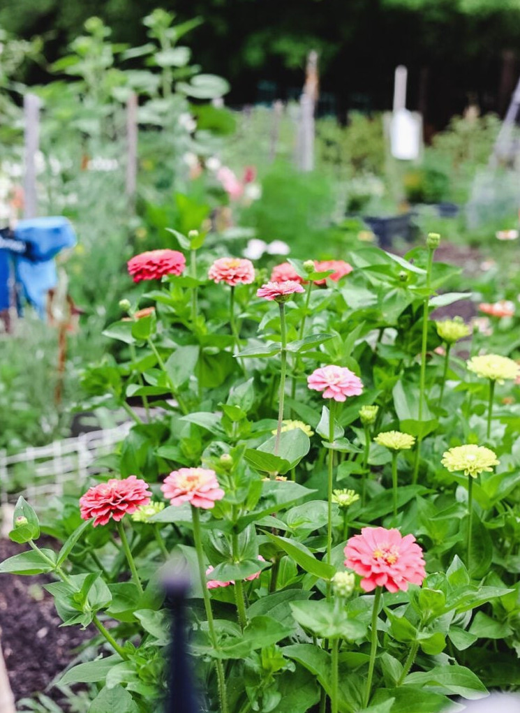 cottage garden