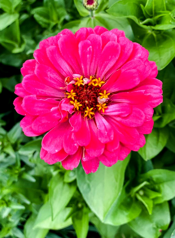 Benary's Giant Carmine Zinnia