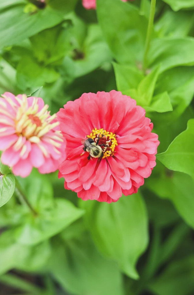 bumblebee on zinnia