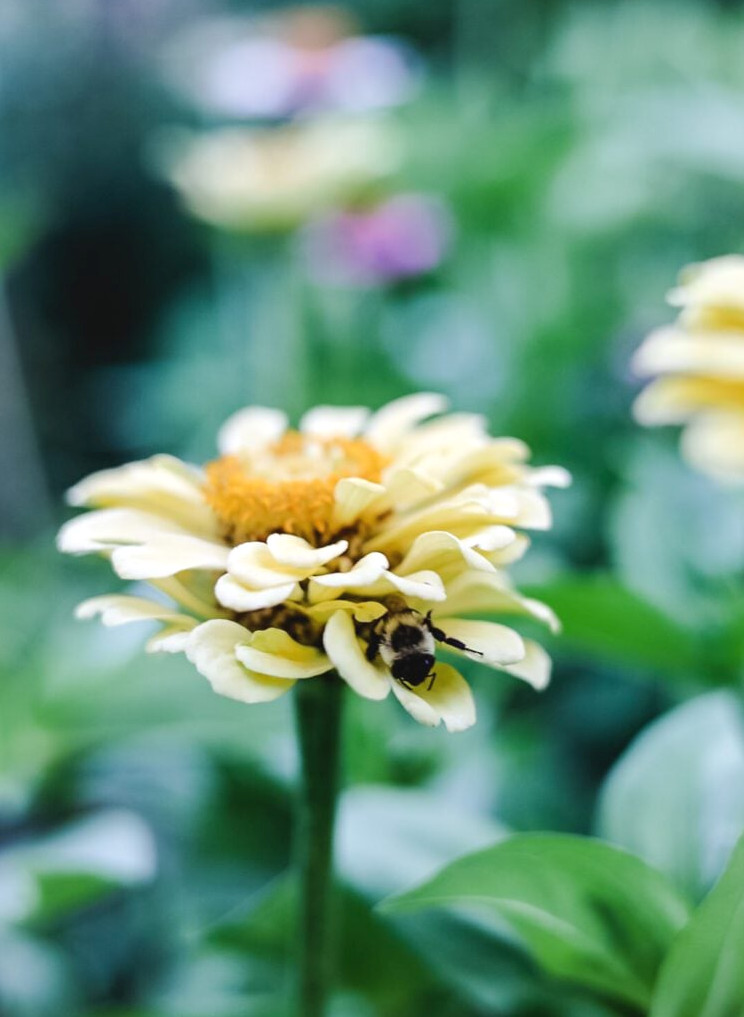 Yellow Zinnia with bumblebee