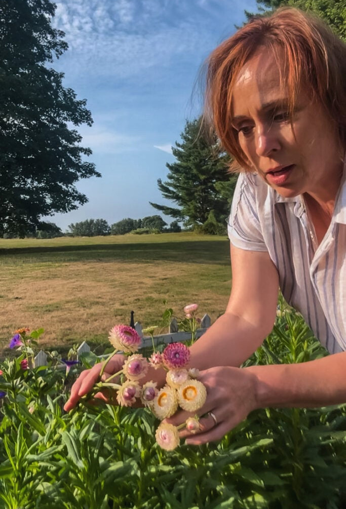 harvesting strawflowers
