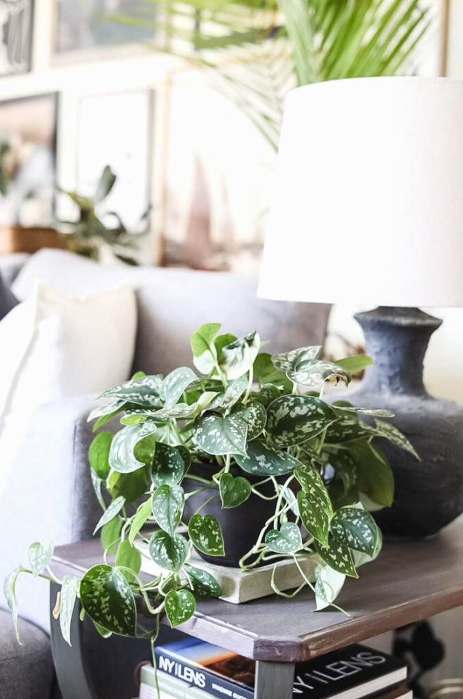 silver pothos on end table with black lamp