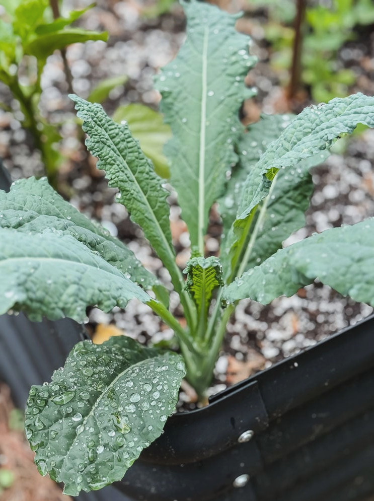 lacinto kale in garden bed