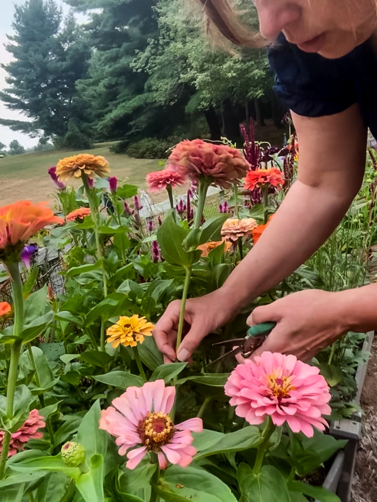 cutting zinnias in the garden