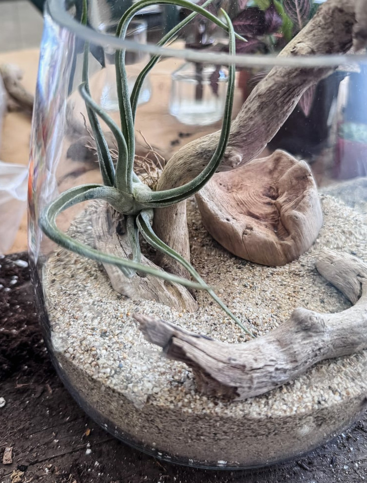 air plant terrarium
