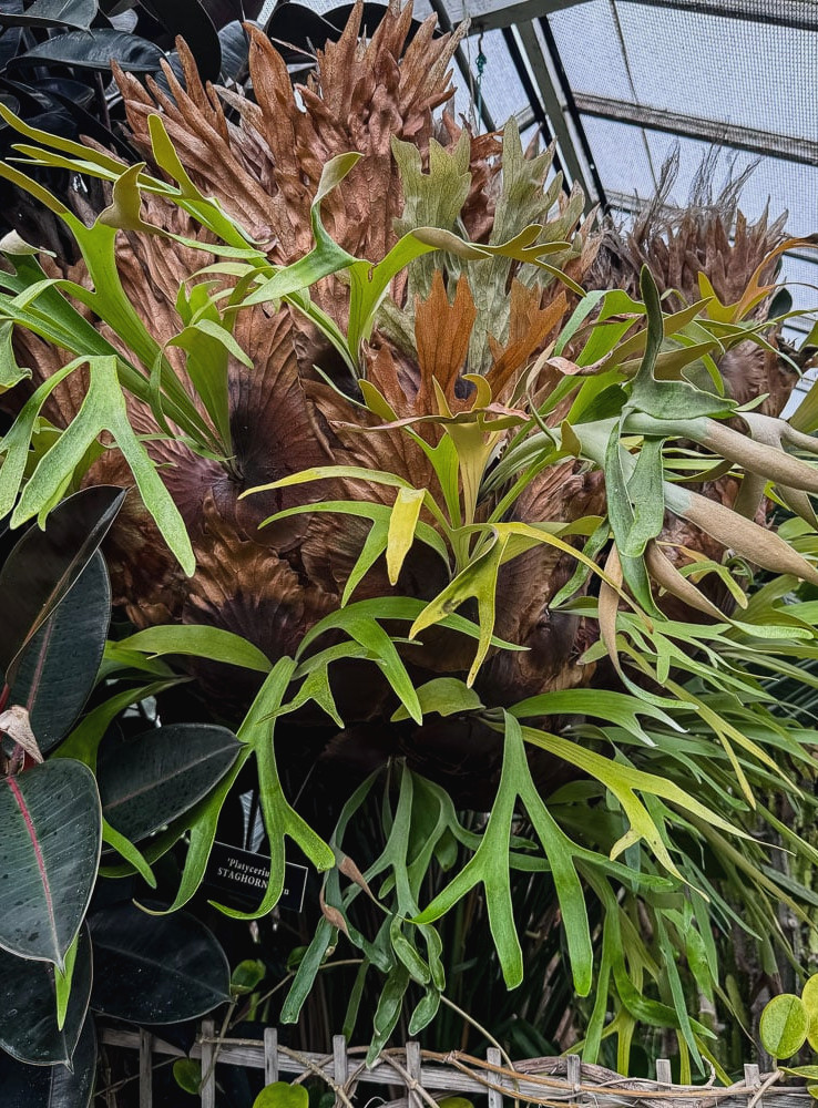 massive staghorn fern