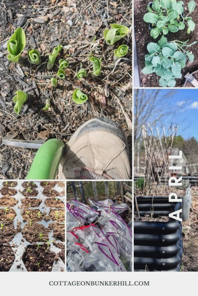 The New England Gardener's April To