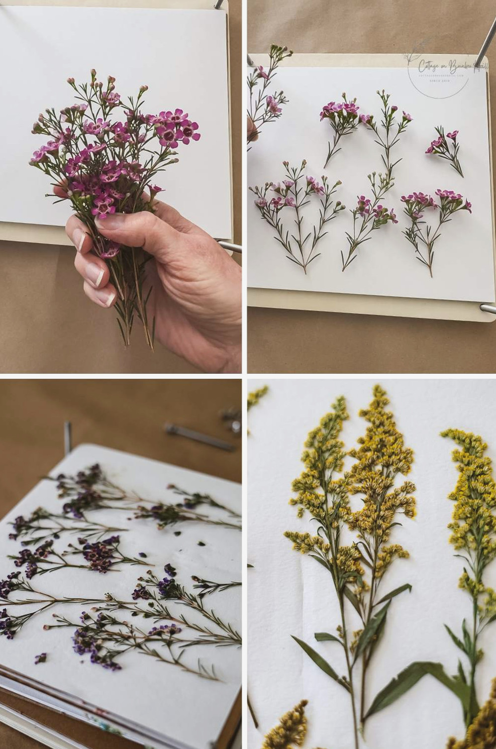 How to Use a Flower Press: A Beginner&rsquo;s Guide