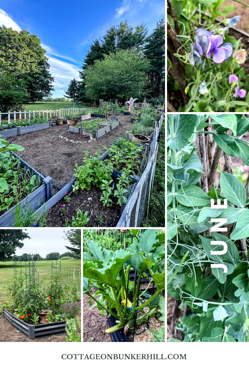The New England Gardener's June To