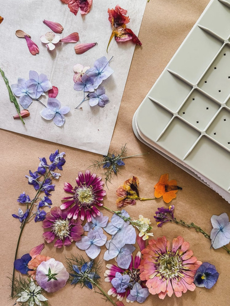 Microwave Flower Pressing: How to Press Blooms Fast