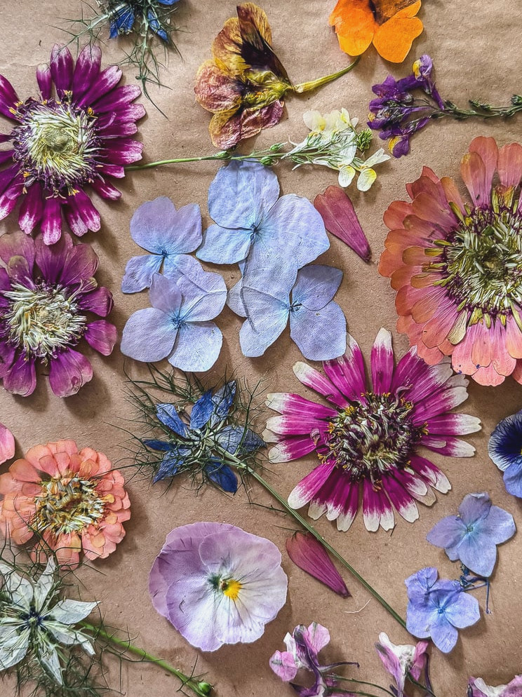 microwaved pressed flowers