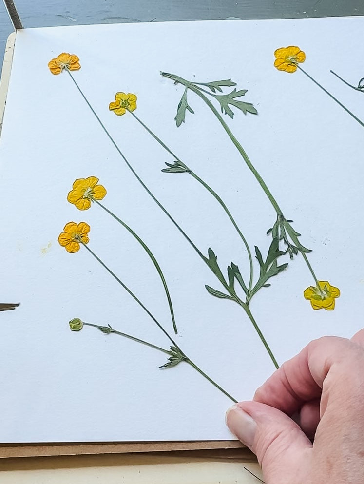 pressed yellow wildflowers