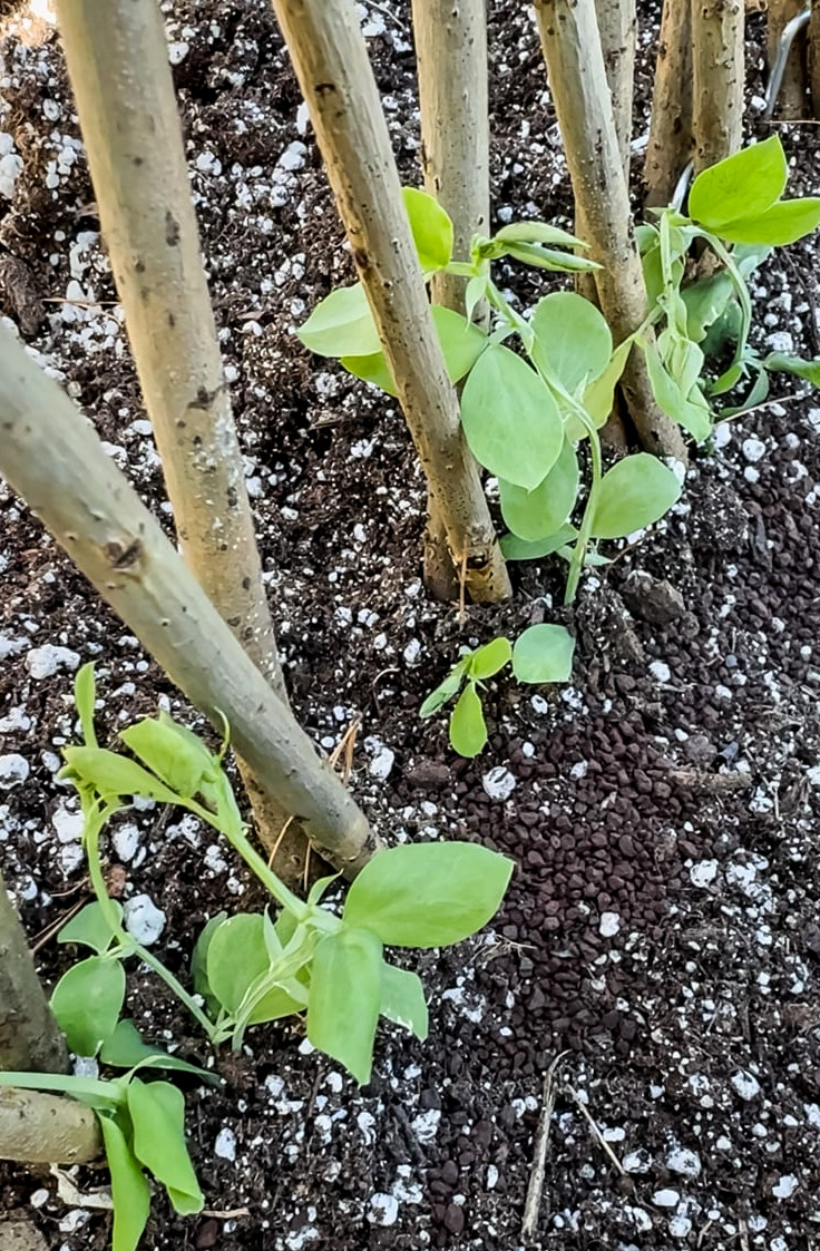 sweet pea seedlings and a willow tower